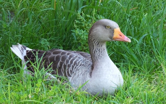 Gansbaai Gans aangehou_1 Gansbaai Gans aangehou_1